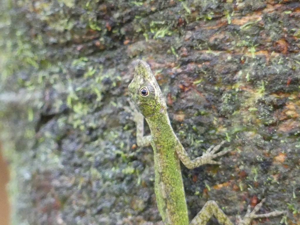 Carpenter Anole