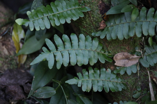 Image of Arthropteris palisotii by (c) Yu-Chang Chen, some rights reserved (CC BY)