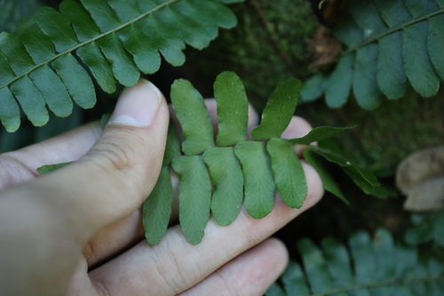 Image of Arthropteris palisotii by (c) Yu-Chang Chen, some rights reserved (CC BY)