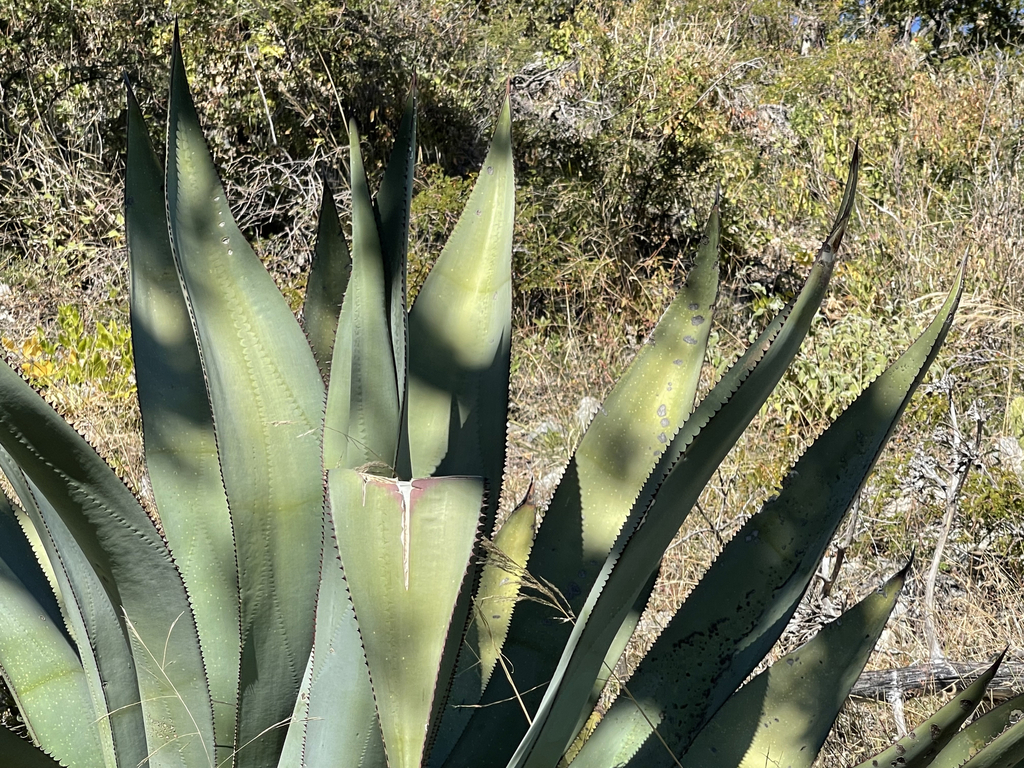 Agave aurea promontorii in December 2023 by Glenn Ehrenberg · iNaturalist