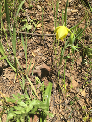 Calochortus pulchellus