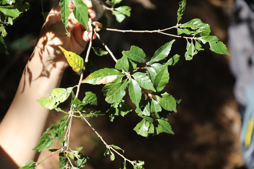 Image of Lithocarpus konishii by (c) Yu-Chang Chen, some rights reserved (CC BY)