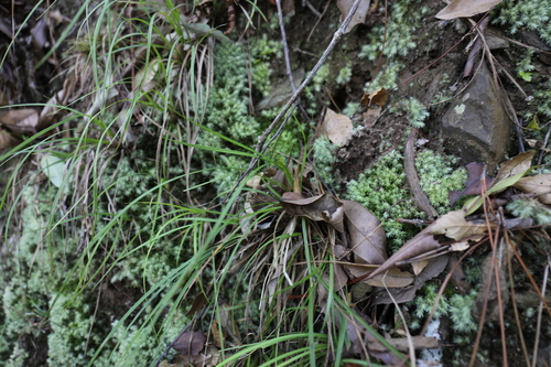 Carex rhynchachaenium iNat (1)