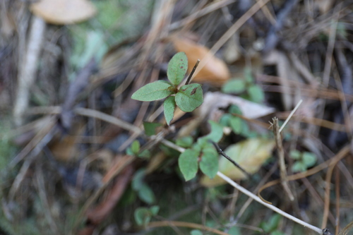 Image of Rhododendron breviperulatum by (c) Yu-Chang Chen, some rights reserved (CC BY)