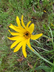 Wyethia angustifolia