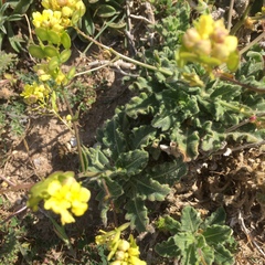 Biscutella vicentina