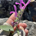 Salvia moranii - Photo (c) Glenn Ehrenberg, algunos derechos reservados (CC BY-NC), subido por Glenn Ehrenberg