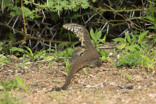 Varanus niloticus