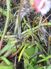 Pinguicula lusitanica