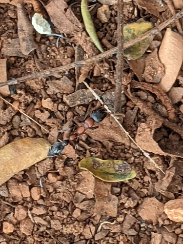 Arboreal Bicolored Slender Ant photo 4