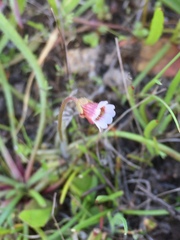 Pinguicula lusitanica