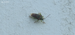 Acanthosoma spinicolle