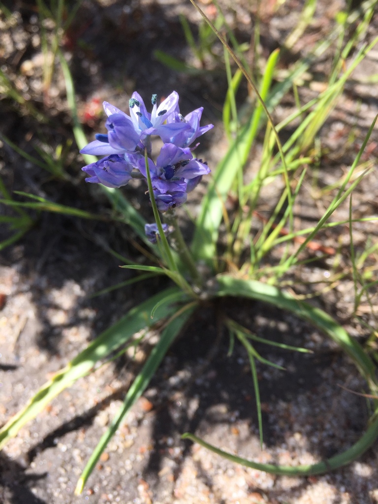 Hyacinthoides mauritanica (Hyacinthoides mauritanica)