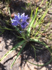 Hyacinthoides mauritanica