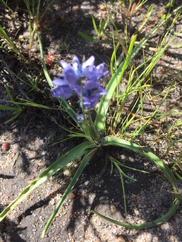 Hyacinthoides mauritanica, photograph 5