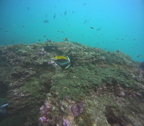 Photo of Singular Bannerfish (Heniochus singularius)
