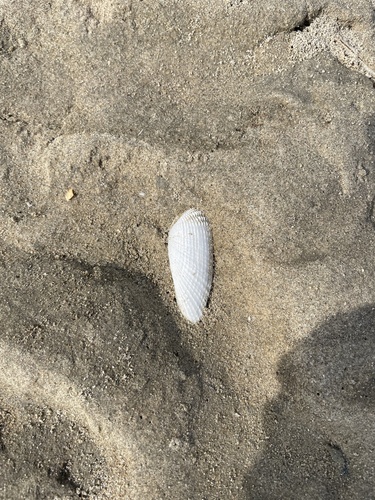 White Piddock, Strand van Ouddorp, Zuid-Holland, NL, photo 8 of 10