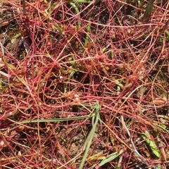 Cuscuta epithymum