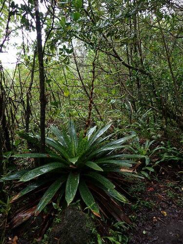 Image of Werauhia kupperiana by no rights reserved