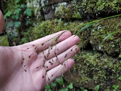 Luzula forsteri