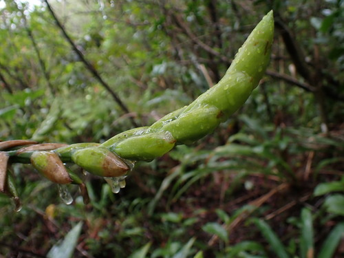 Image of Werauhia kupperiana by no rights reserved