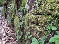 Luzula forsteri