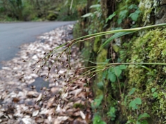 Luzula forsteri