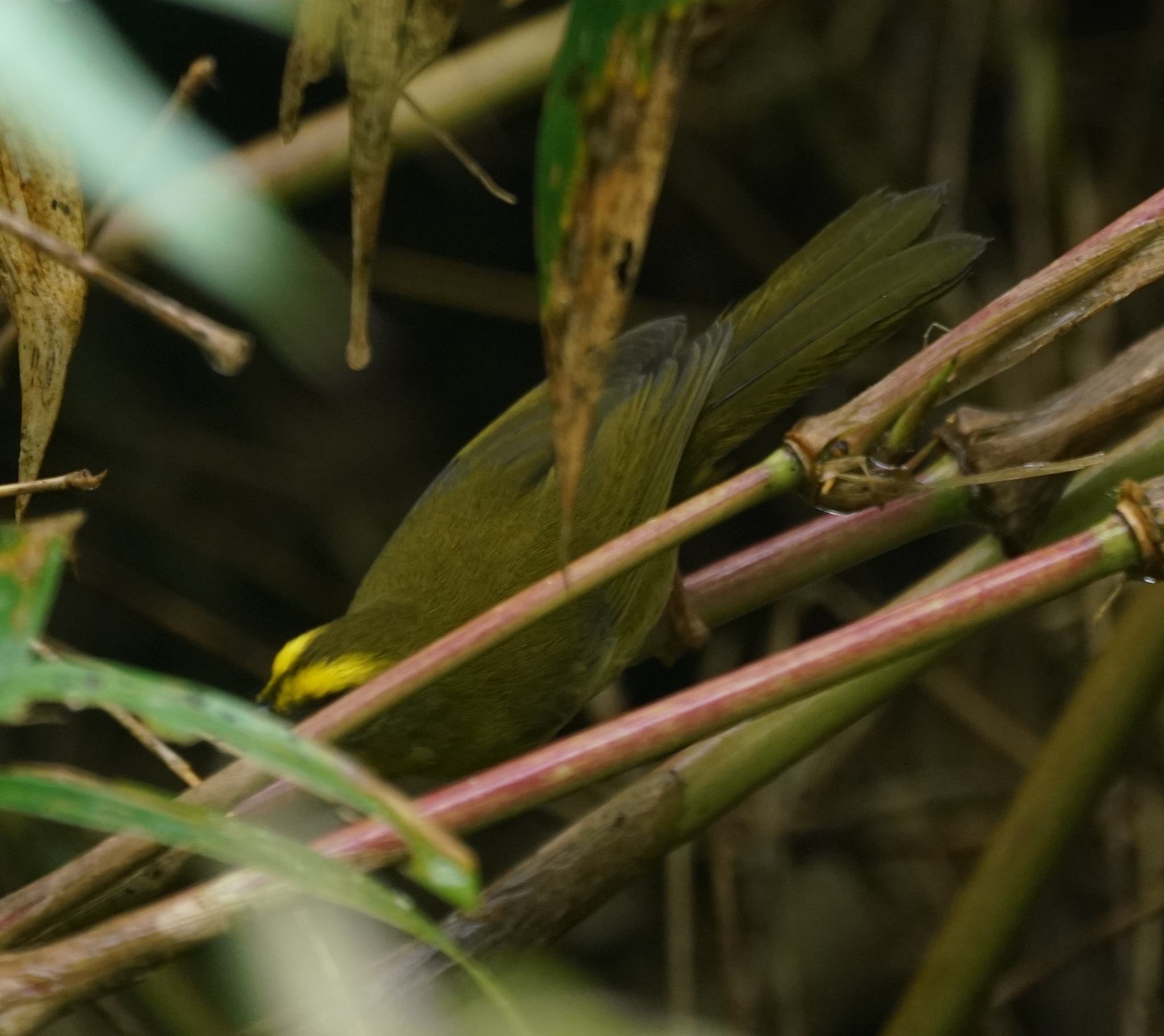 Citrine Warbler (Myiothlypis luteoviridis), photo 9