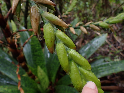 Image of Werauhia kupperiana by no rights reserved