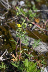 Potentilla tergemina