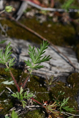 Potentilla tergemina