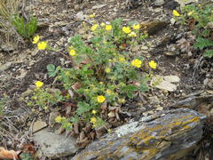 Potentilla ancistrifolia