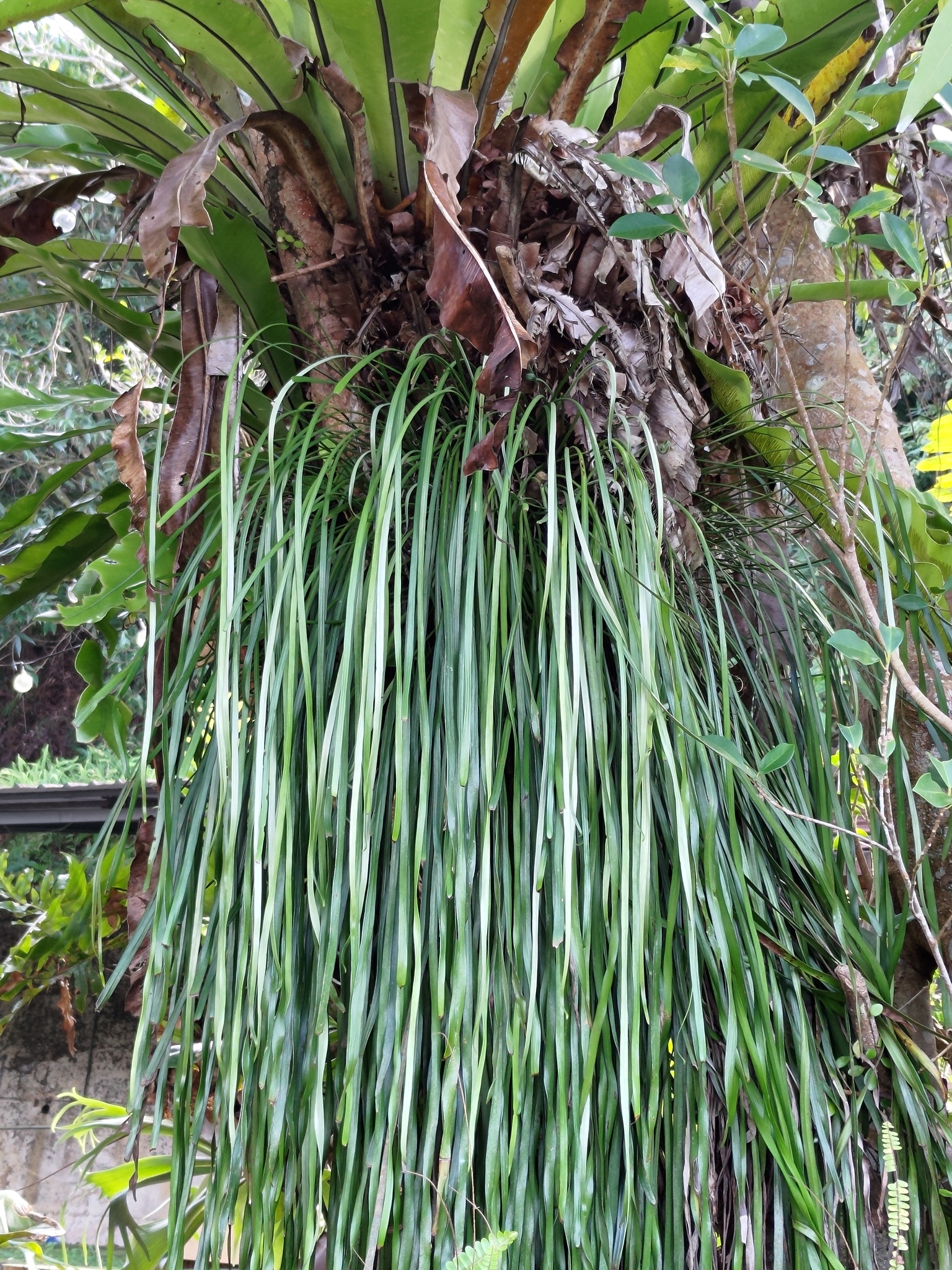 Tape Fern (Haplopteris elongata) · iNaturalist