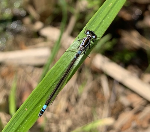 Norfolk damselfly