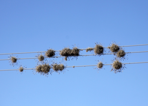 Tillandsia recurvata