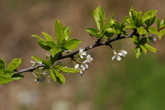 Prunus salicina