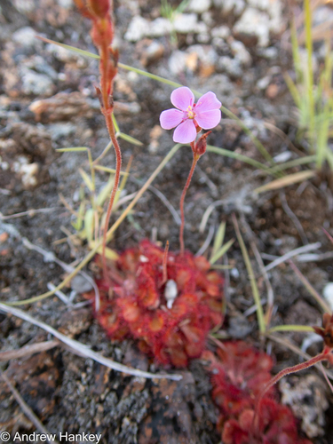 Drosera dielsiana (Drosera dielsiana)