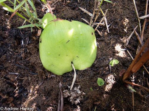 button-leaf African hyacinth (Ledebouria monophylla)