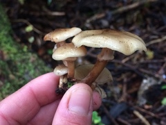Armillaria novae-zelandiae