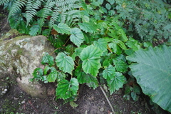 Begonia chitoensis