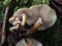 Armillaria novae-zelandiae