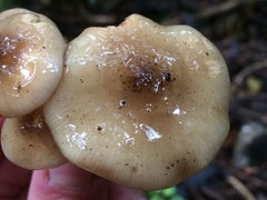 Armillaria novae-zelandiae