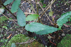 Begonia × buimontana