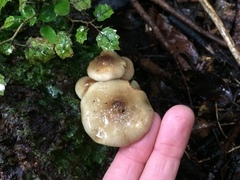 Armillaria novae-zelandiae