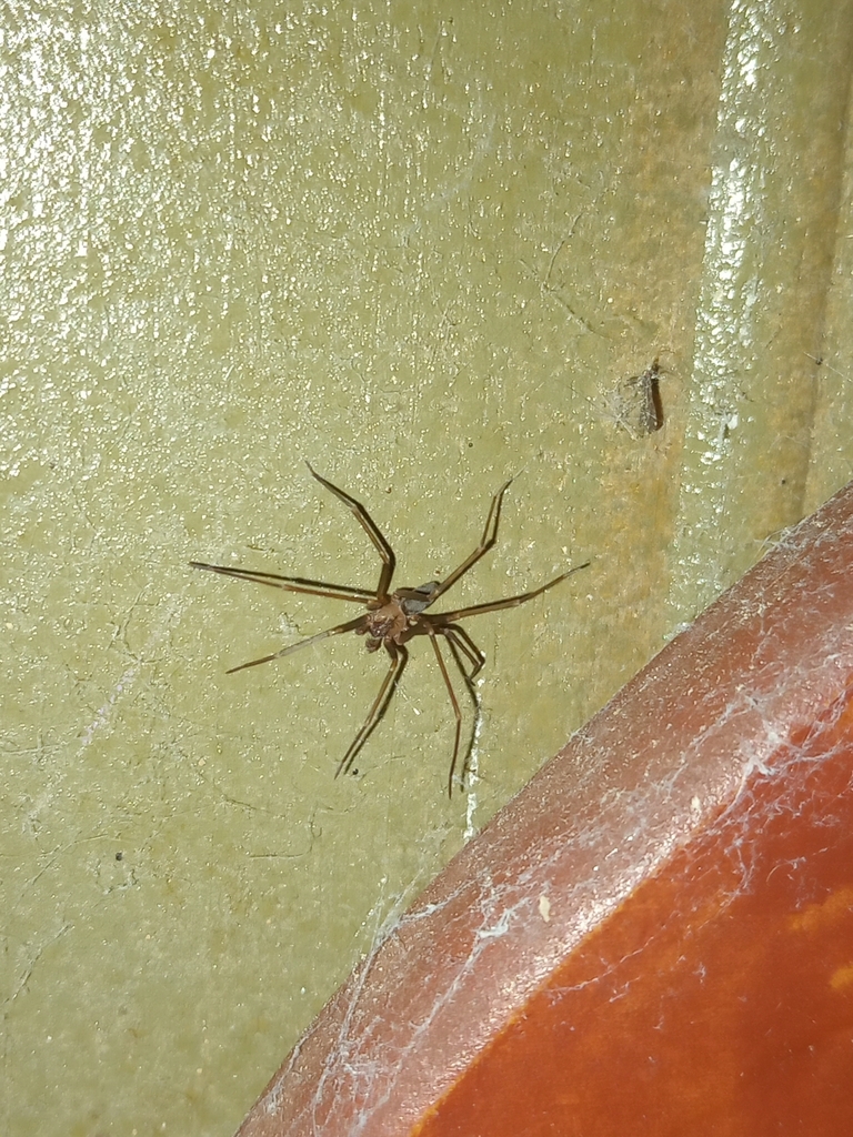 Recluse Spiders from calle roque gonzalez, San Pedro, Misiones ...