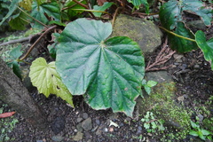 Begonia chitoensis