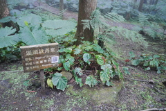 Begonia chitoensis