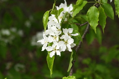 Pyrus ussuriensis