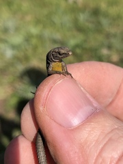 Algyroides fitzingeri