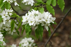 Pyrus ussuriensis